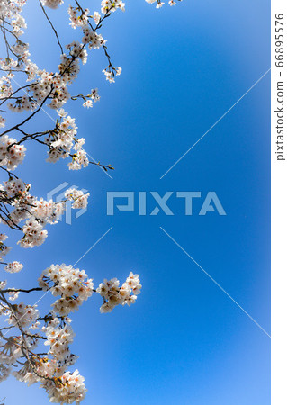 Cherry blossoms in full bloom 66895576