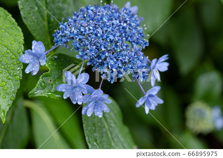雨後濕潤的繡球清清澤的特寫和復制空間 66895975