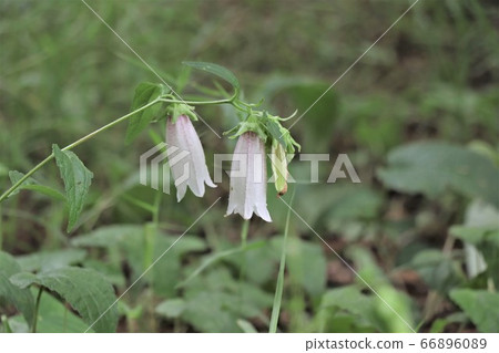 哈瑪螢火蟲 哈瑪螢火蟲 66896089