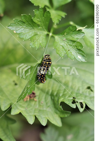 燕子的幼蟲吃荷蘭芹 燕子的幼蟲吃荷蘭芹 66896090