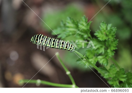 燕子的幼蟲吃荷蘭芹 燕子的幼蟲吃荷蘭芹 66896093