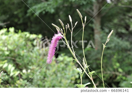 Curly saw Curly saw 66896141