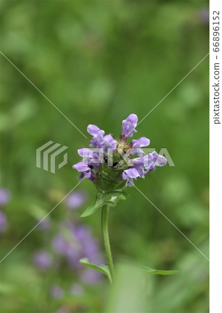 Rice Bogusa Rice Bogusa 66896152