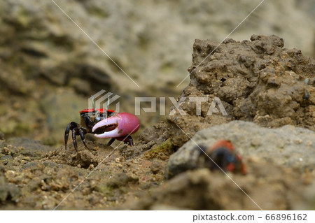 Benicio Maneki Male Male Red Red Crimson Invitation Crimson Fiddler crab Benicio Maneki Male Male Red Red Crimson Invitation Crimson Fiddler crab 66896162