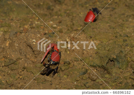 Benicio Maneki Male Male Red Red Crimson Invitation Crimson Fiddler crab Benicio Maneki Male Male Red Red Crimson Invitation Crimson Fiddler crab 66896182