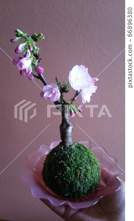 櫻花盆景為背景 BONSAI SAKURA 1 (櫻花) 櫻花盆景為背景 BONSAI SAKURA 1 (櫻花) 66896380