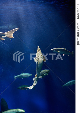 大型水族館和魚類（千歲鮭魚的Furusato館） 66896585