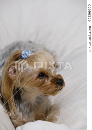 約克夏梗 66896660