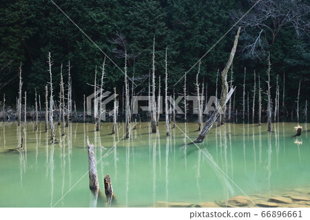 一之櫻公園的青木錦鯉池塘 一之櫻公園的青木錦鯉池塘 66896661
