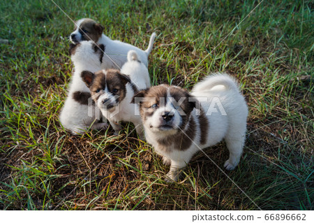 Bangkaew Puppies playing  on the grass 66896662