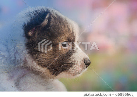 Bangkaew Puppies in the field 66896663