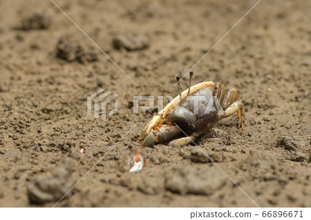 Minami Himesio Maneki ♂ Male Male Jocelyn's Fiddler Crab 66896671