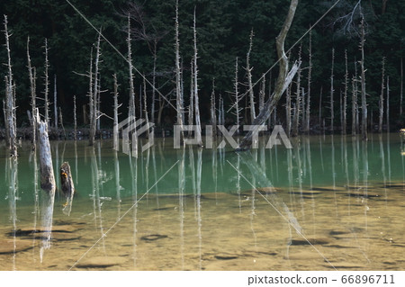 Aogiri Koi Pond at Ichinomata Sakura Park 66896711