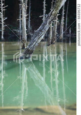 一之櫻公園的青木錦鯉池塘 一之櫻公園的青木錦鯉池塘 66896712