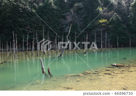 一之櫻公園的青木錦鯉池塘 66896730