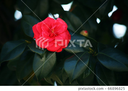 椿綻放紅色花朵 椿綻放紅色花朵 66896825