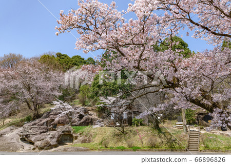 長岡百名墓和櫻花(栃木縣宇都宮市長岡町,4月拍攝) 長岡百名墓和櫻花(栃木縣宇都宮市長岡町,4月拍攝) 66896826