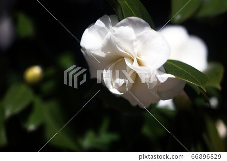 椿盛開著純白的花朵 椿盛開著純白的花朵 66896829