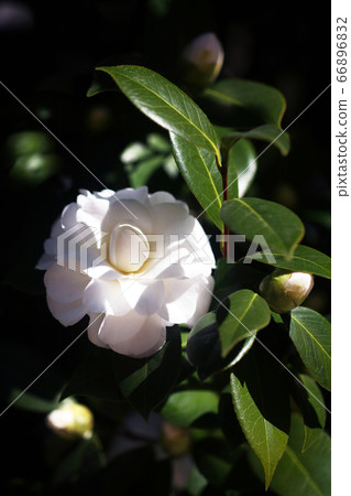 椿盛開著純白的花朵 椿盛開著純白的花朵 66896832