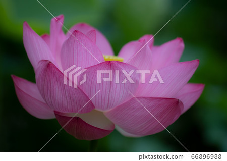 A flower that blooms in the Pure Land of Paradise A flower that blooms in the Pure Land of Paradise 66896988