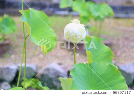 Lotus flower Lotus flower 66897117