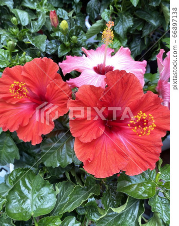 Hibiscus Hibiscus 66897138