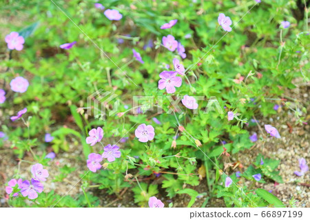 Geraniumium flowers 66897199
