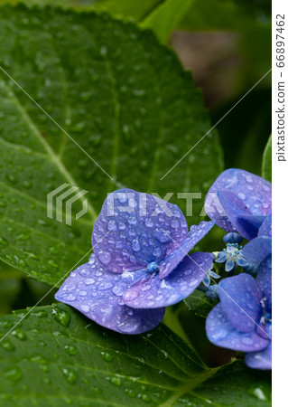 Close-up and copy space of "Lottkerchen", a hydrangea flower that gets wet in the rainy season Close-up and copy space of "Lottkerchen", a hydrangea flower that gets wet in the rainy season 66897462