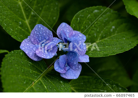 Close-up and copy space of "Lottkerchen", a hydrangea flower that gets wet in the rainy season Close-up and copy space of "Lottkerchen", a hydrangea flower that gets wet in the rainy season 66897465