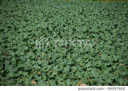 Autumn Itoshima bonito field 2 full of greenery 66897468