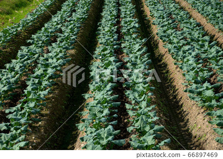 Autumn Itoshima bonito field 3 sideways Autumn Itoshima bonito field 3 sideways 66897469