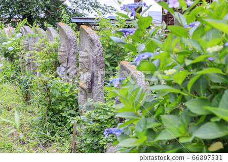 Hanwaka Temple Hydrangea and Cosmos co-starring Hanwaka Temple Hydrangea and Cosmos co-starring 66897531