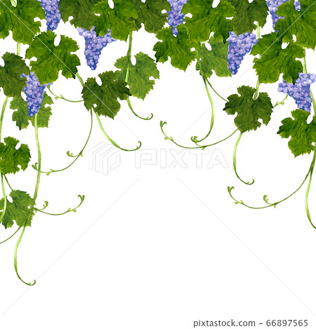 Grape frame 66897565