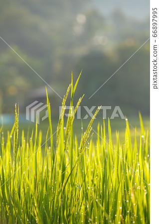 Morning Dew Drops on Rice plants  66897995
