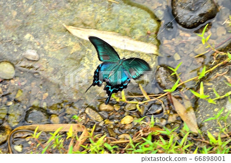 Miyama Crow Swallowtail 140802am6:34 66898001