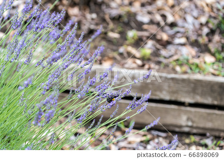 [Lavender and bear bee in Sagamihara Kita Park] 66898069