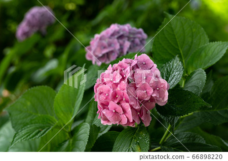 Hydrangea flower "RF Felton" that gets wet in the rainy season 66898220