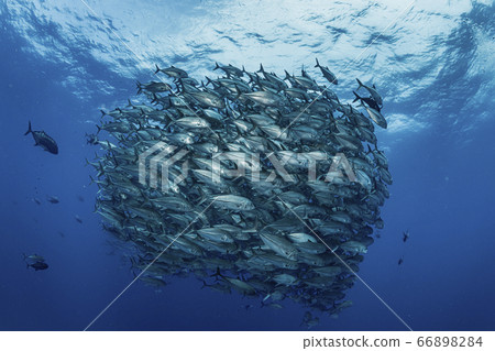 Gingame bean Gingame bean 66898284