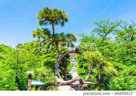 Tokyo Ueno Park Spring Shimizu Kannon Hall (Monomatsu) Tokyo Ueno Park Spring Shimizu Kannon Hall (Monomatsu) 66898417