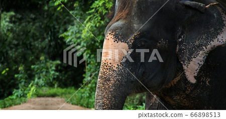 fear eyes elephant jungle mammal wildlife fear eyes elephant jungle mammal wildlife 66898513