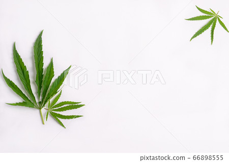 Cannabis marijuana cannabis leaves on white blank background. Floral background minimalism. Horizontal frame flat layout 66898555