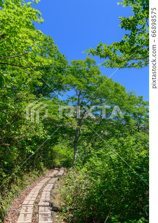 清新的綠色山路 66898575