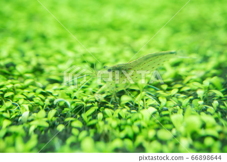 prawn, shrimp, swim 66898644