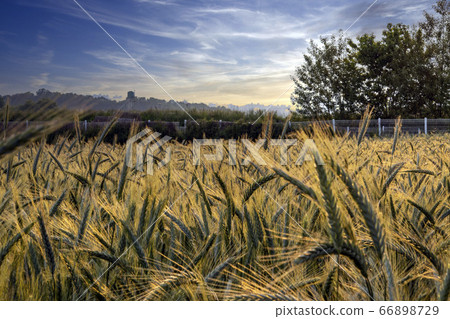 Sunset at Anseong Ranch 66898729
