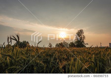 Sunset at Anseong Ranch 66898733