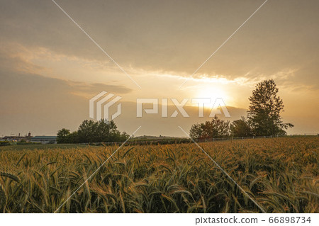 Sunset at Anseong Ranch 66898734