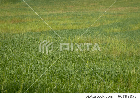 Anseong Ranch Green Barley Field Anseong Ranch Green Barley Field 66898853