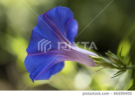 Hirugao Hirugao 66899400