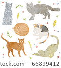 貓的水彩插圖 66899412