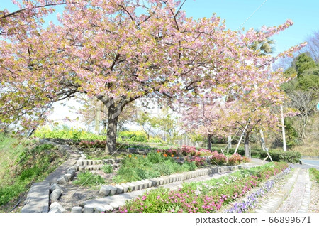 山口卡薩多島 66899671